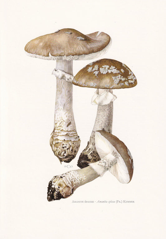 1960s GREY SPOTTED AMANITA Mushroom Print - Mushroom Wall Art - Cottagecore - Amanita spissa - Mushroom Decor - 7.5 x 10.6 Inches