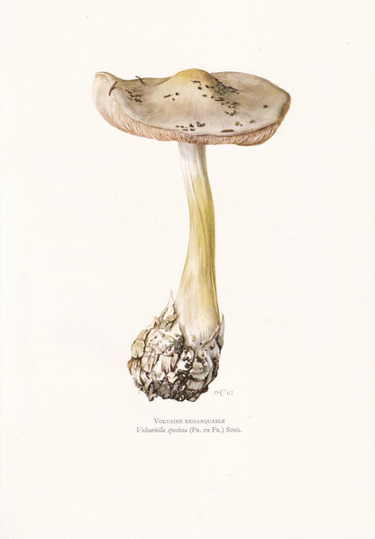 1960s STUBBLE ROSEGILL MUSHROOM Print - Mushroom Wall Art - Cottagecore - Volvariella speciosa - Mushroom Decor - 7.5 x 10.6 Inches