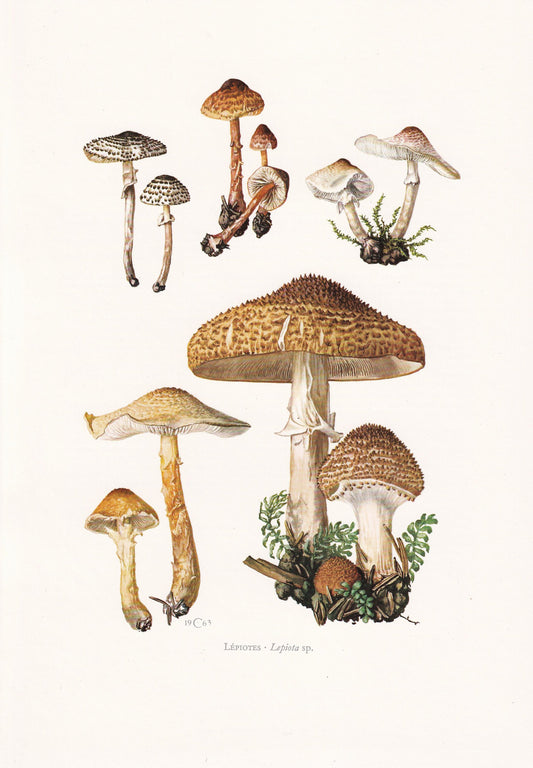 1960s DAPPERLING MUSHROOMS Print - Mushroom Wall Art - Cottagecore - Lepiota genus - Mushroom Decor - 7.5 x 10.6 Inches