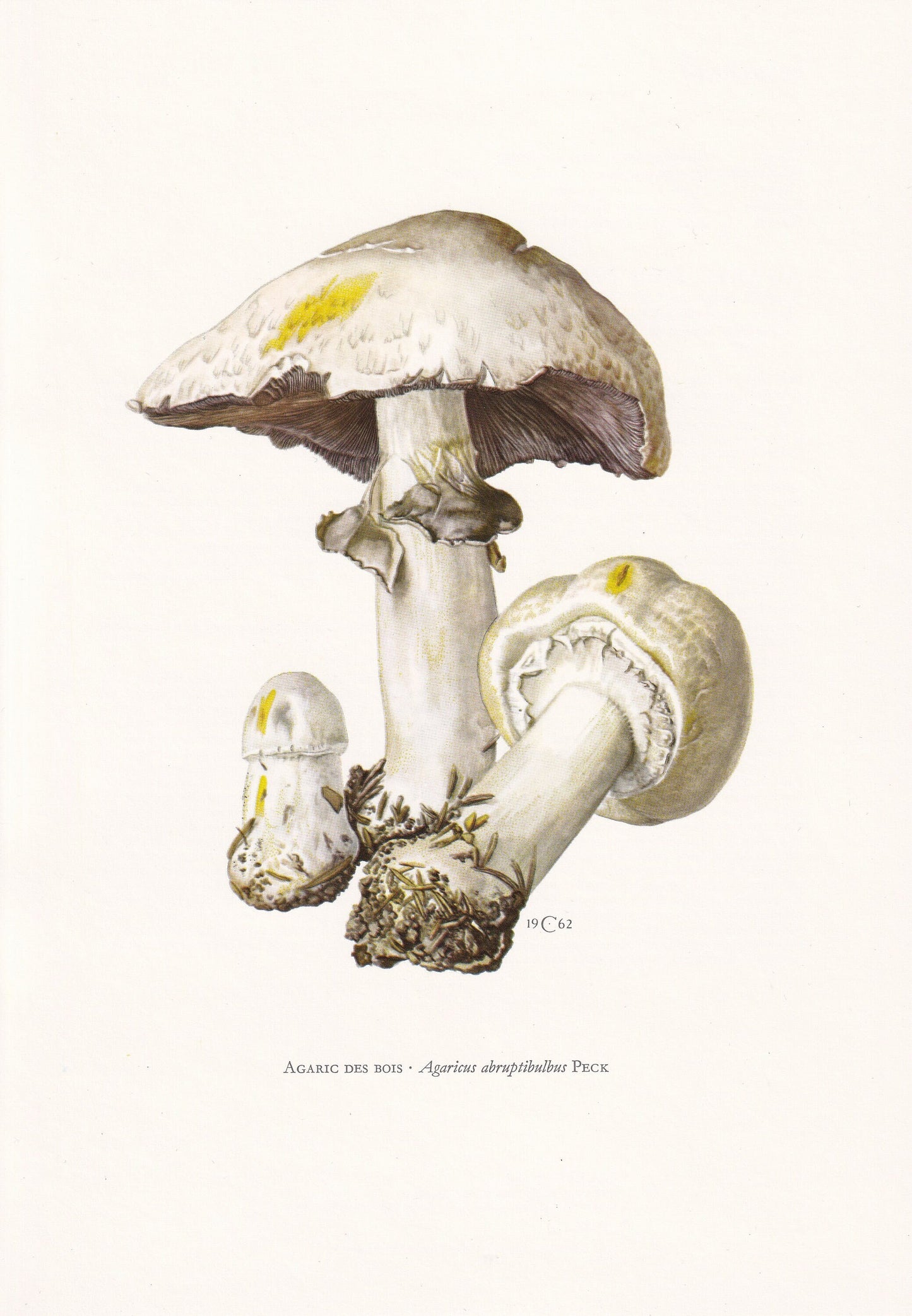 1960s AGARICUS ABRUPTIBULBUS MUSHROOM Print - Mushroom Wall Art - Cottagecore - Mushroom Decor - 7.5 x 10.6 Inches