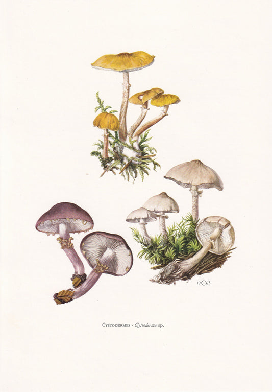 1960s POWDERCAP MUSHROOMS Print - Mushroom Wall Art - Cottagecore - Cystoderma genus - Mushroom Decor - 7.5 x 10.6 Inches