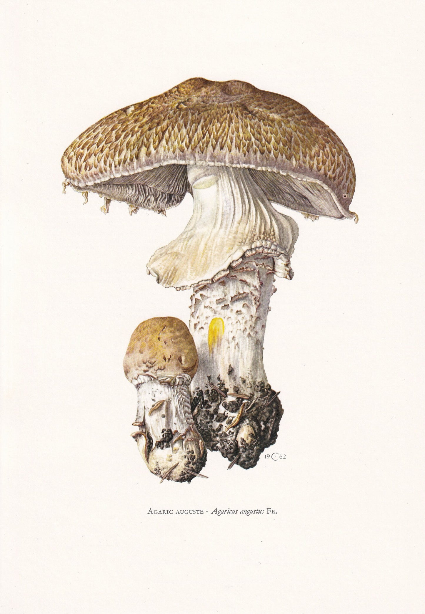 1960s THE PRINCE MUSHROOM Print - Mushroom Wall Art - Cottagecore - Agaricus augustus - Mushroom Decor - 7.5 x 10.6 Inches