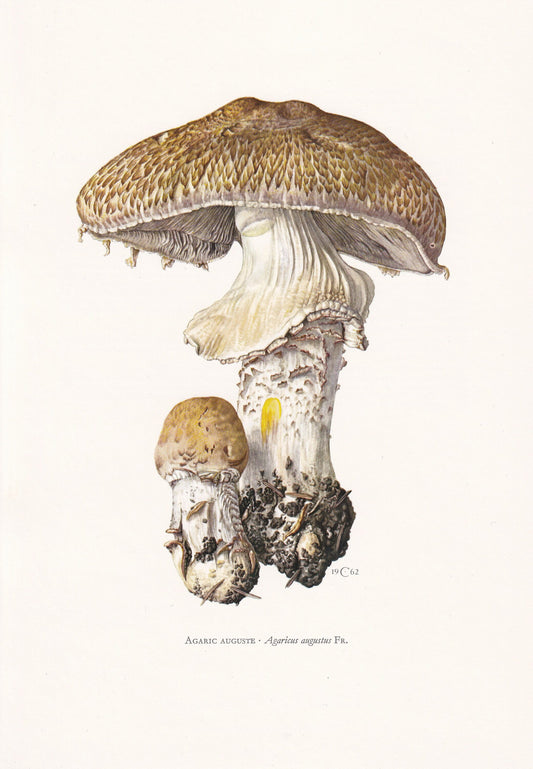 1960s THE PRINCE MUSHROOM Print - Mushroom Wall Art - Cottagecore - Agaricus augustus - Mushroom Decor - 7.5 x 10.6 Inches
