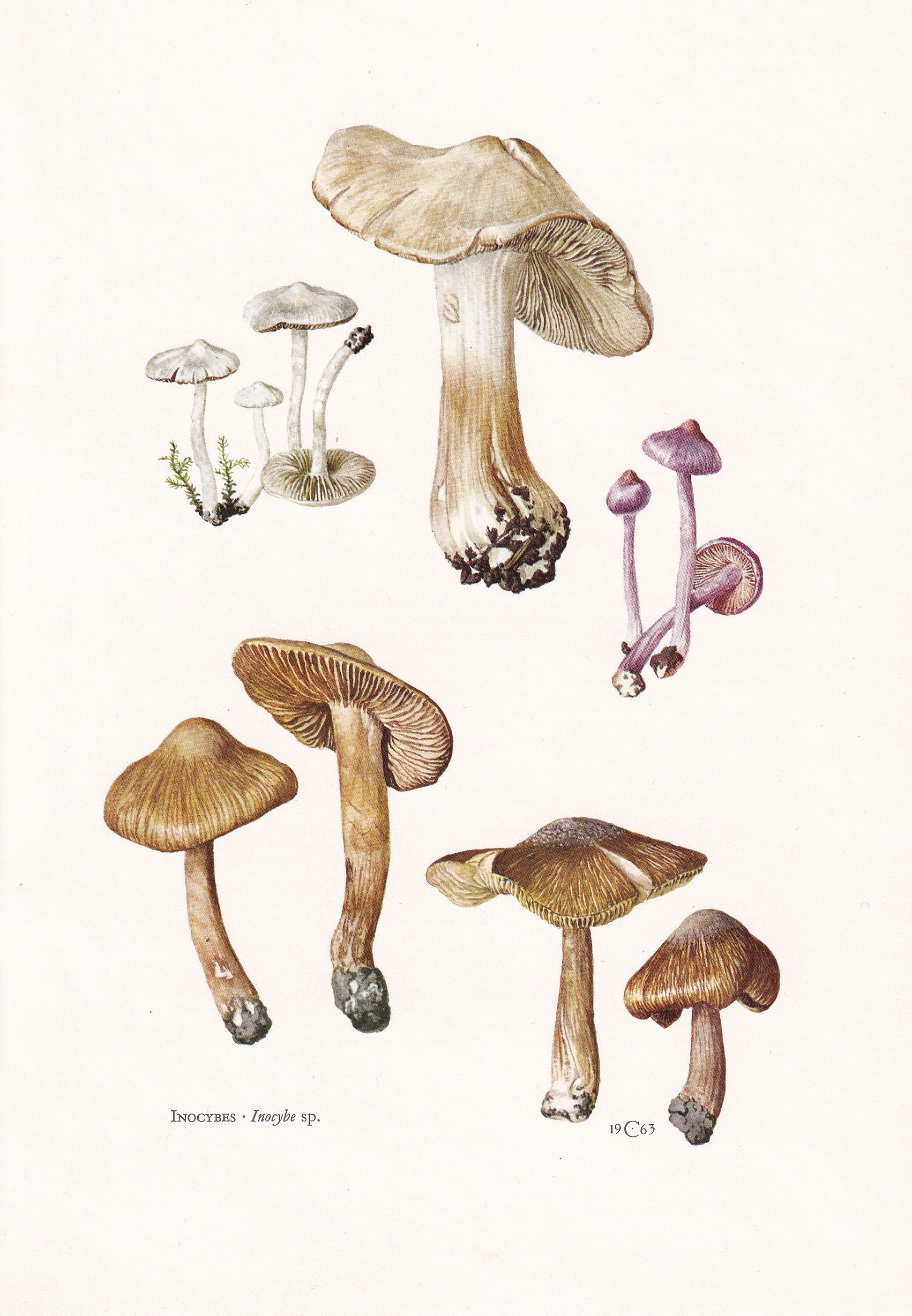 1960s INOCYBE MUSHROOMS Print - Mushroom Wall Art - Cottagecore - Inocybe genus - Mushroom Decor - 7.5 x 10.6 Inches