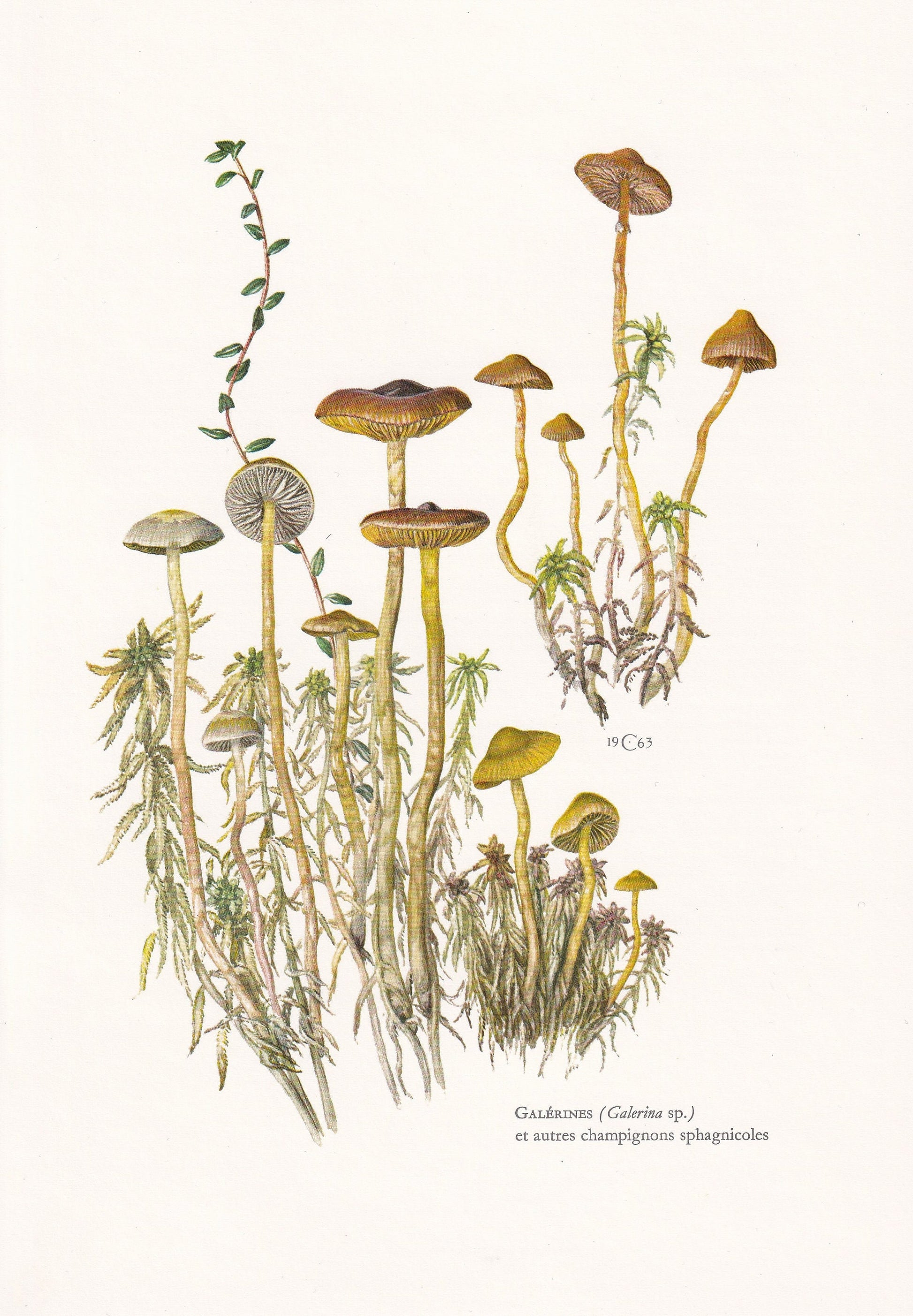 1960s GALERINA MUSHROOMS Print - Mushroom Wall Art - Cottagecore - Galerina genus - Mushroom Decor - 7.5 x 10.6 Inches