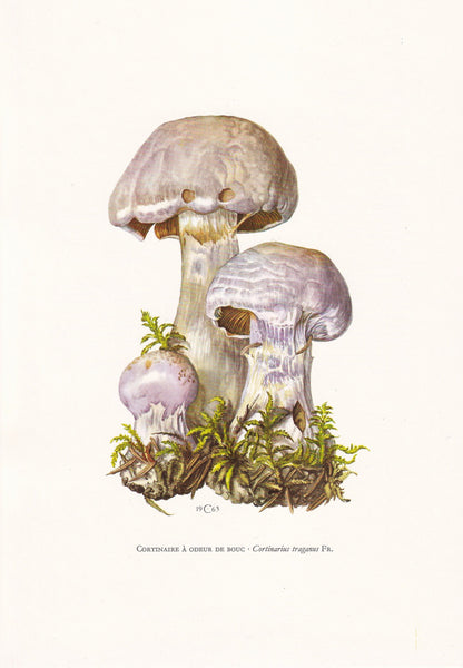 1960s GASSY WEBCAP MUSHROOM Print - Mushroom Wall Art - Cottagecore - Cortinarius traganus - Mushroom Decor - 7.5 x 10.6 Inches
