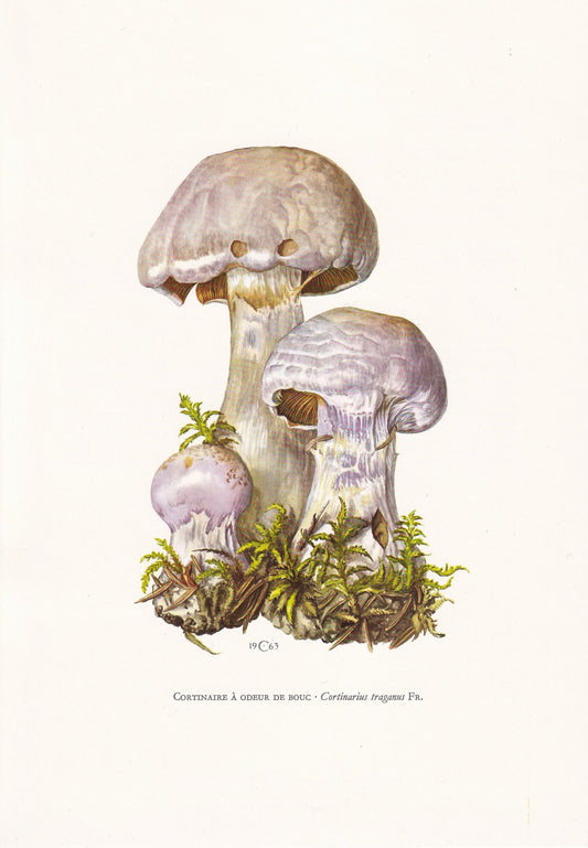 1960s GASSY WEBCAP MUSHROOM Print - Mushroom Wall Art - Cottagecore - Cortinarius traganus - Mushroom Decor - 7.5 x 10.6 Inches