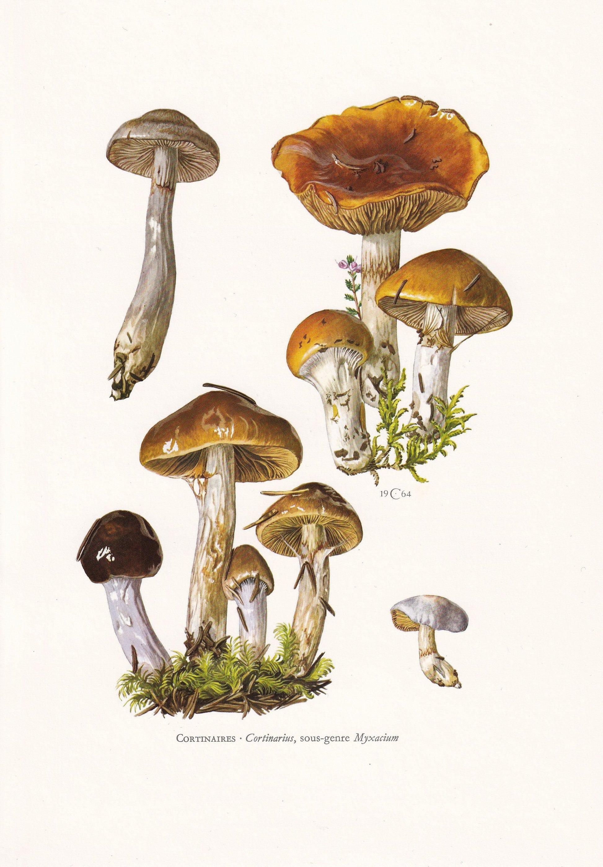 1960s CORTINARIUS MUSHROOMS Print - Mushroom Wall Art - Cottagecore - Cortinarius genus - Mushroom Decor - 7.5 x 10.6 Inches
