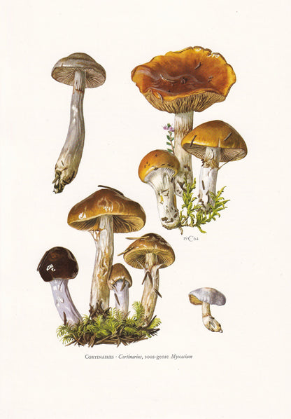 1960s CORTINARIUS MUSHROOMS Print - Mushroom Wall Art - Cottagecore - Cortinarius genus - Mushroom Decor - 7.5 x 10.6 Inches