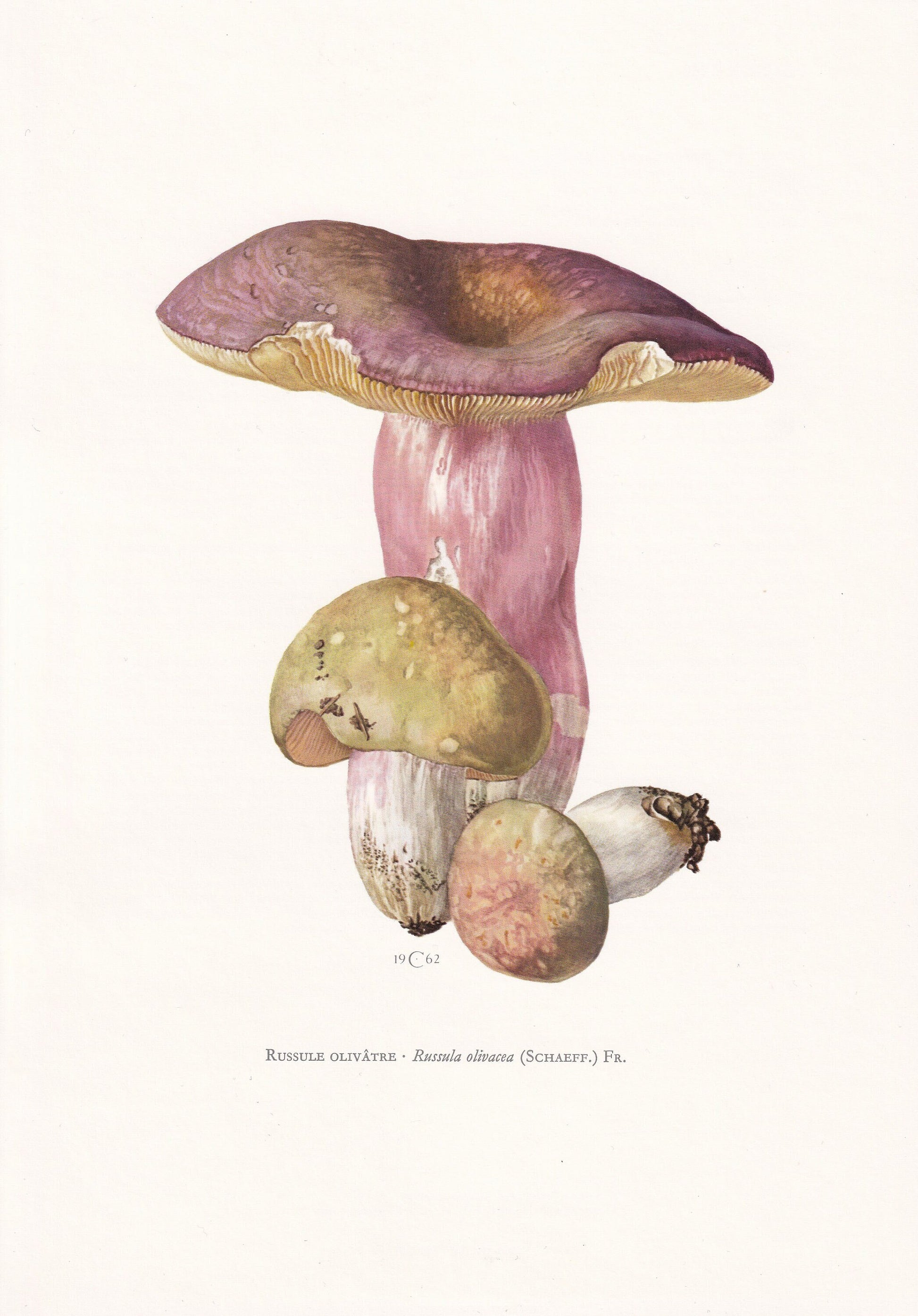 1960s OLIVE BRITTLEGILL MUSHROOM Print - Mushroom Wall Art - Cottagecore - Russula olivacea - Mushroom Decor - 7.5 x 10.6 Inches