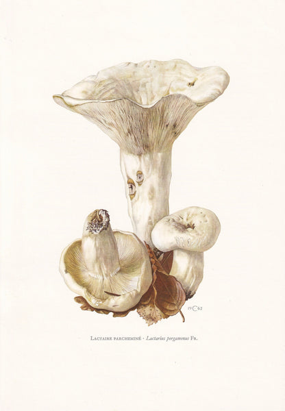 1960s PEPPERY MILKCAP MUSHROOM Print - Mushroom Wall Art - Cottagecore - Lactarius pergamenus - Mushroom Decor - 7.5 x 10.6 Inches