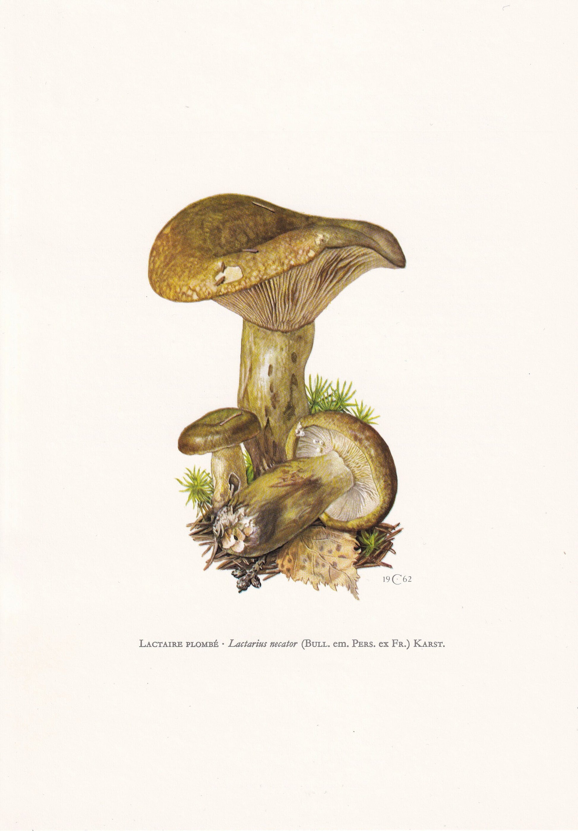 1960s UGLY MILKCAP MUSHROOM Print - Mushroom Wall Art - Cottagecore - Lactarius turpis - Mushroom Decor - 7.5 x 10.6 Inches
