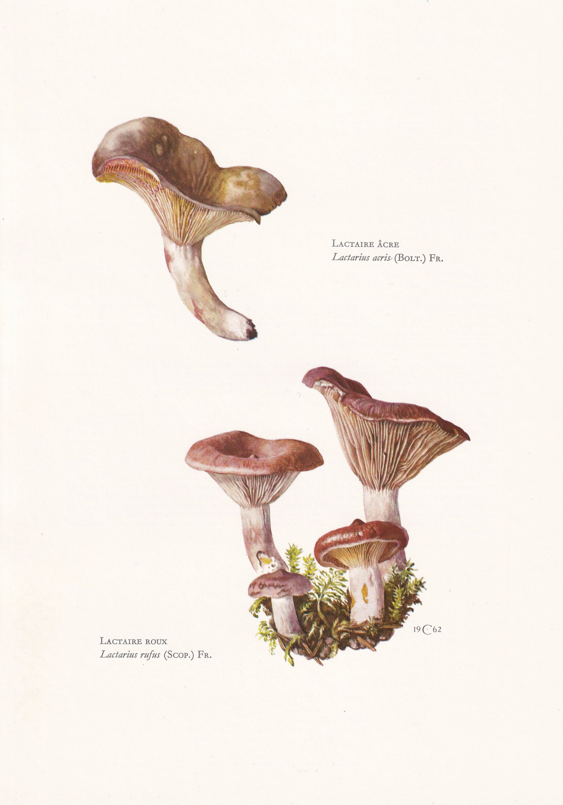 1960s MILKCAP MUSHROOMS Print - Mushroom Wall Art - Cottagecore - Lactarius rufus - Mushroom Decor - 7.5 x 10.6 Inches