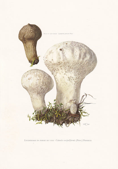 1960s PESTLE PUFFBALL MUSHROOM Print - Mushroom Wall Art - Cottagecore - Handkea excipuliformis - Mushroom Decor - 7.5 x 10.6 Inches