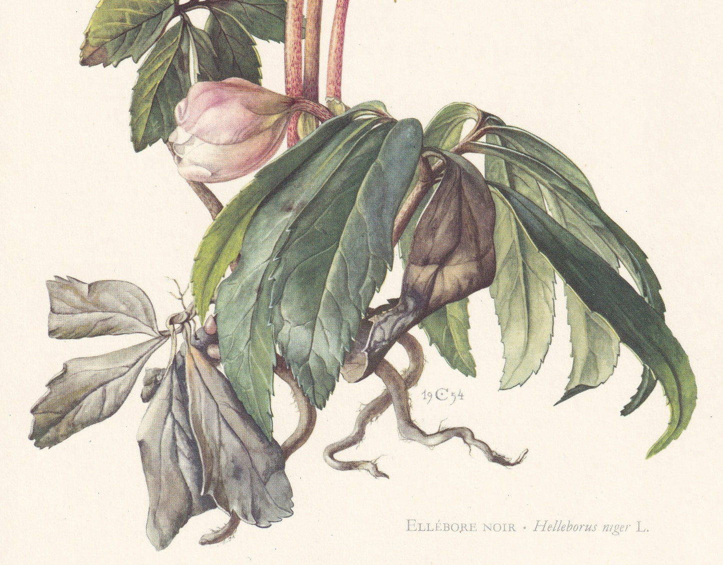 1960 CHRISTMAS ROSE Print - Botanical Print - Flower Print - Flower Wall Art - Vintage Plant Print - 7.5 x 10.6 Inches