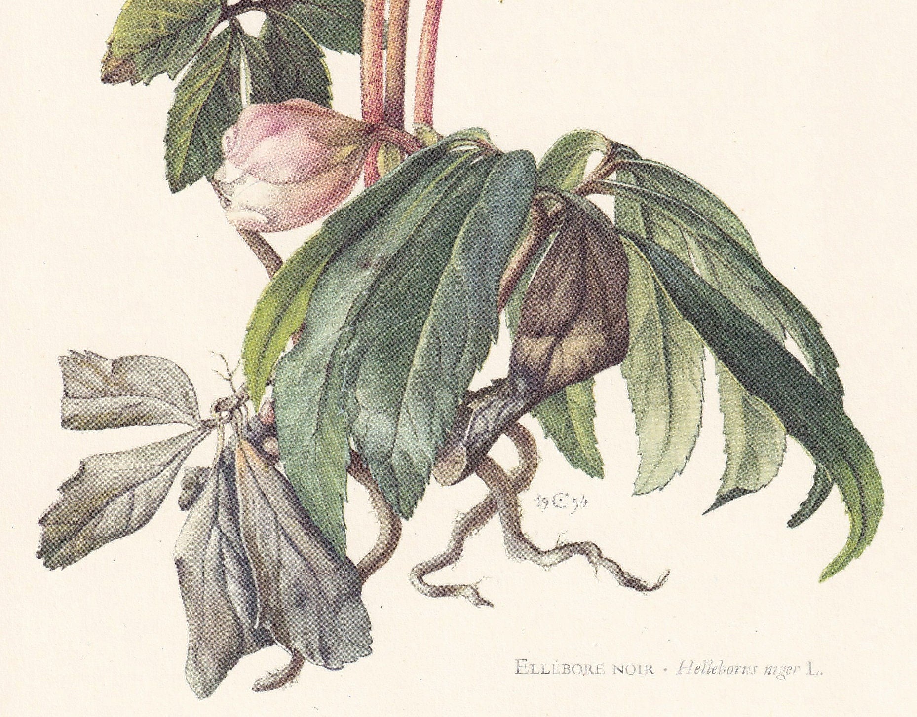 1960 CHRISTMAS ROSE Print - Botanical Print - Flower Print - Flower Wall Art - Vintage Plant Print - 7.5 x 10.6 Inches