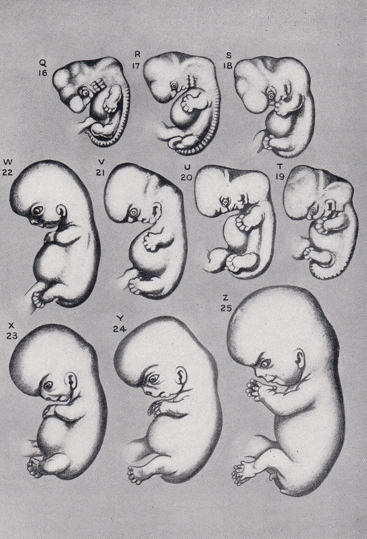 1934 HUMAN EMBRYO Print - Pregnancy Print - Original Vintage Print - Baby Print - Medical - Mother's Day - 89 Years Old - 9.1
