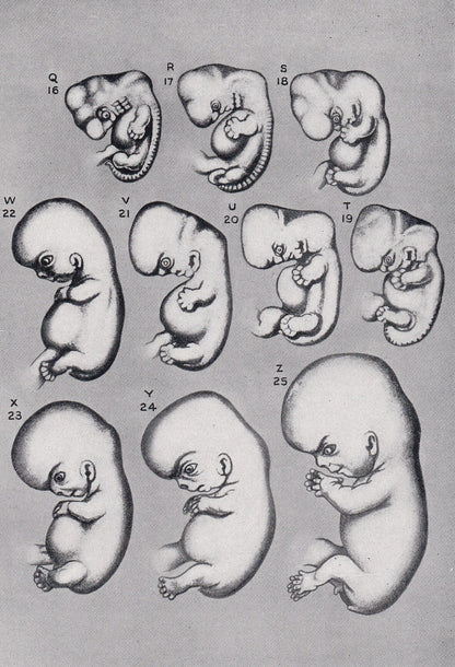 1934 HUMAN EMBRYO Print - Pregnancy Print - Original Vintage Print - Baby Print - Medical - Mother's Day - 89 Years Old - 9.1