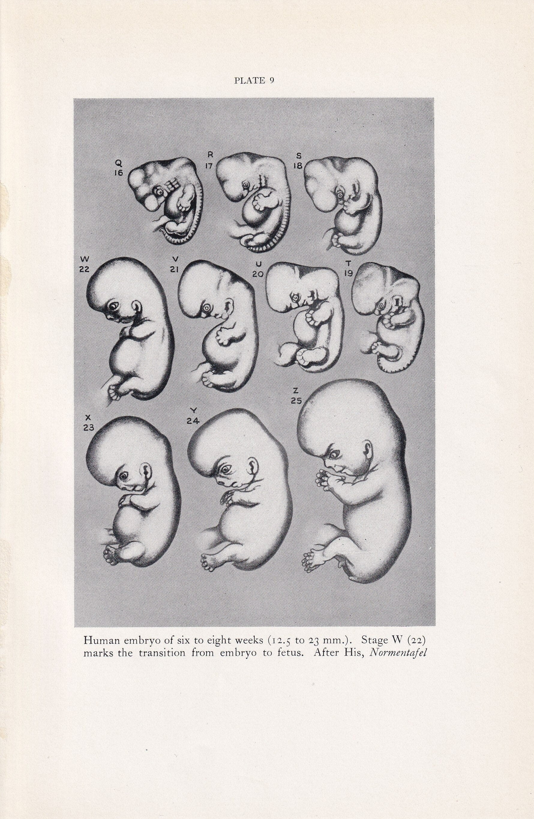 1934 HUMAN EMBRYO Print - Pregnancy Print - Original Vintage Print - Baby Print - Medical - Mother's Day - 89 Years Old - 9.1