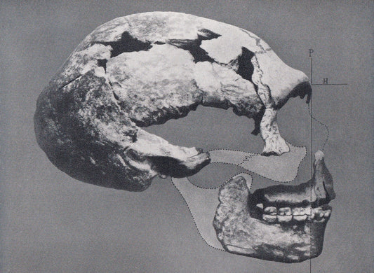 1934 NEANDERTHAL SKULL Print - Spy Skull - Caveman Print - Original Vintage Print - Human History - 89 Years Old - 9.15 x 6 I
