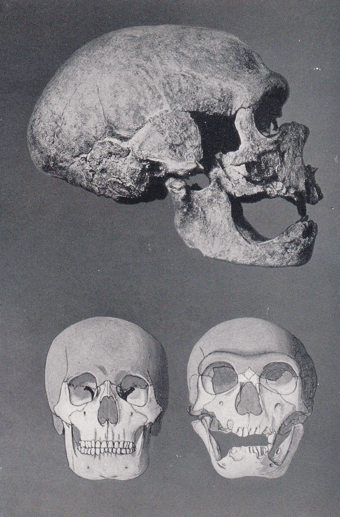 1934 NEANDERTHAL SKULL Print - Caveman Print - Original Vintage Print - Human History - 89 Years Old - 9.15 x 6 Inches