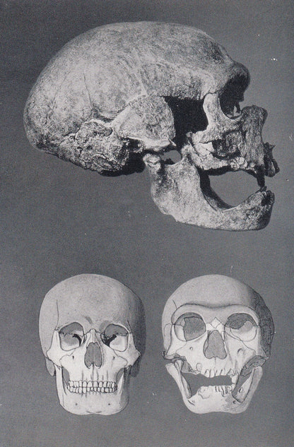 1934 NEANDERTHAL SKULL Print - Caveman Print - Original Vintage Print - Human History - 89 Years Old - 9.15 x 6 Inches