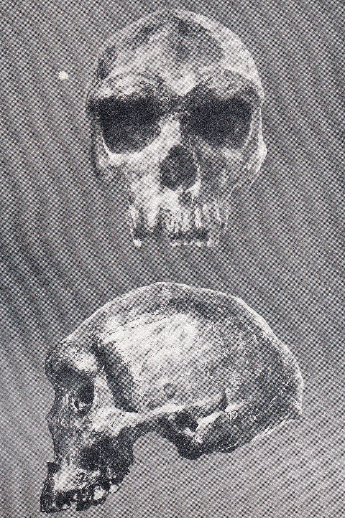 1934 RHODESIAN MAN SKULL Print - Caveman Print - Original Vintage Print - Human History - 89 Years Old - 9.15 x 6 Inches