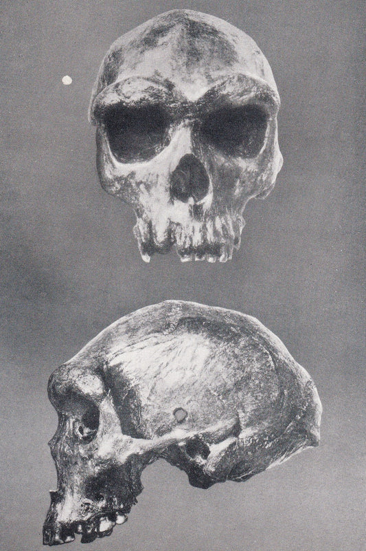 1934 RHODESIAN MAN SKULL Print - Caveman Print - Original Vintage Print - Human History - 89 Years Old - 9.15 x 6 Inches