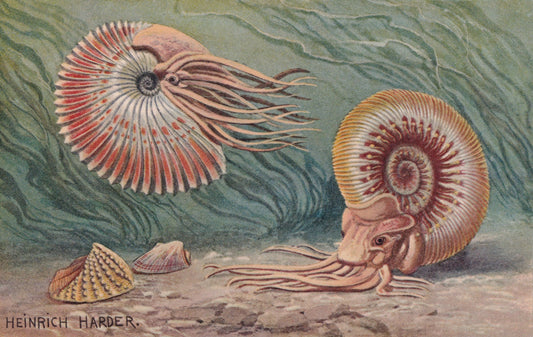 1902 AMMONITE Print - Antique Dinosaur Print - Paleoart - Prehistoric Wall Art - 121 Years Old - 10.5 x 7.5 Inches