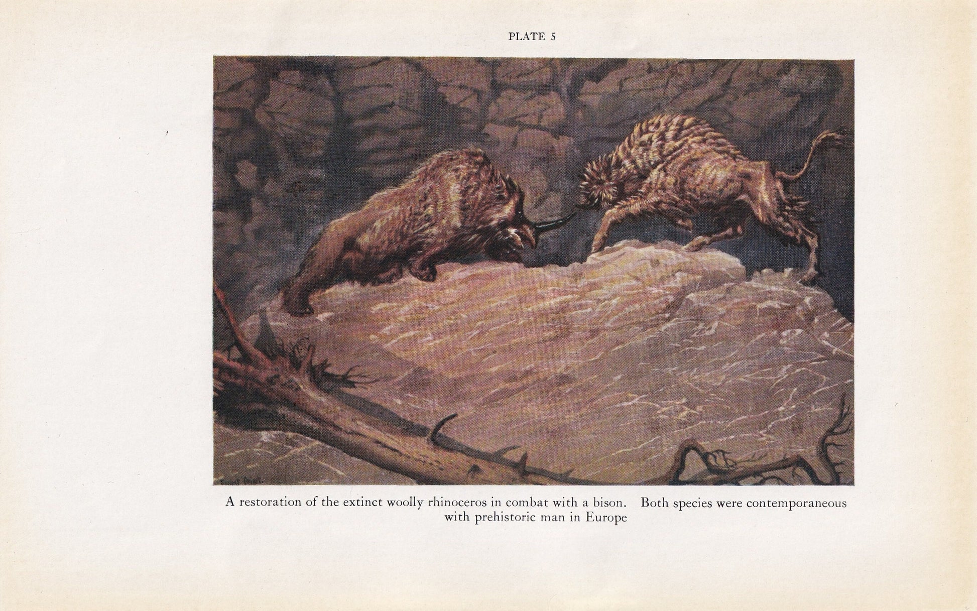 1934 WOOLY RHINOCEROS Print - Megafauna Print - Original Vintage Print - Paleoart - Caveman - Human History - 89 Years Old - 