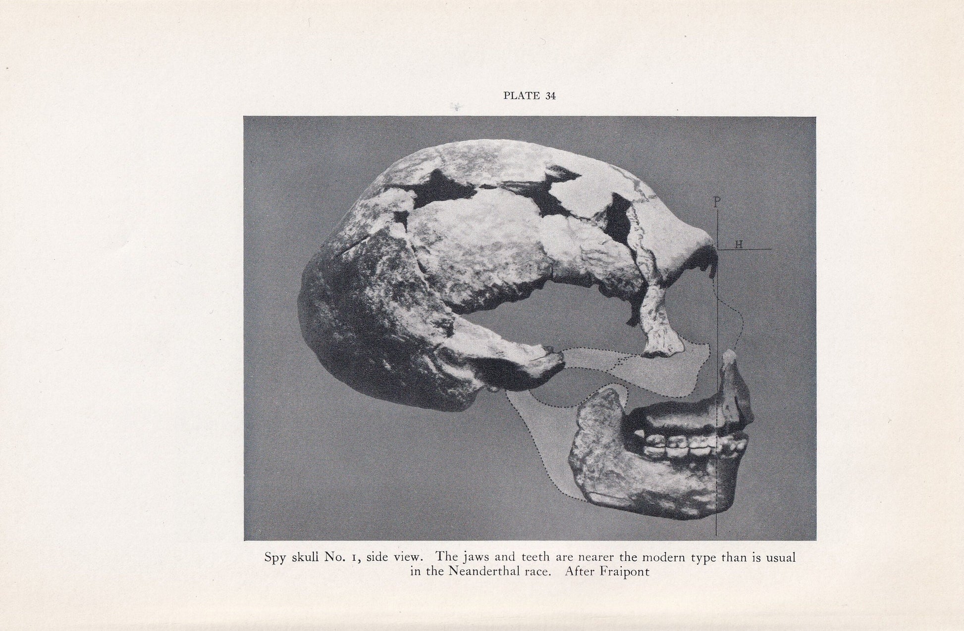 1934 NEANDERTHAL SKULL Print - Spy Skull - Caveman Print - Original Vintage Print - Human History - 89 Years Old - 9.15 x 6 I