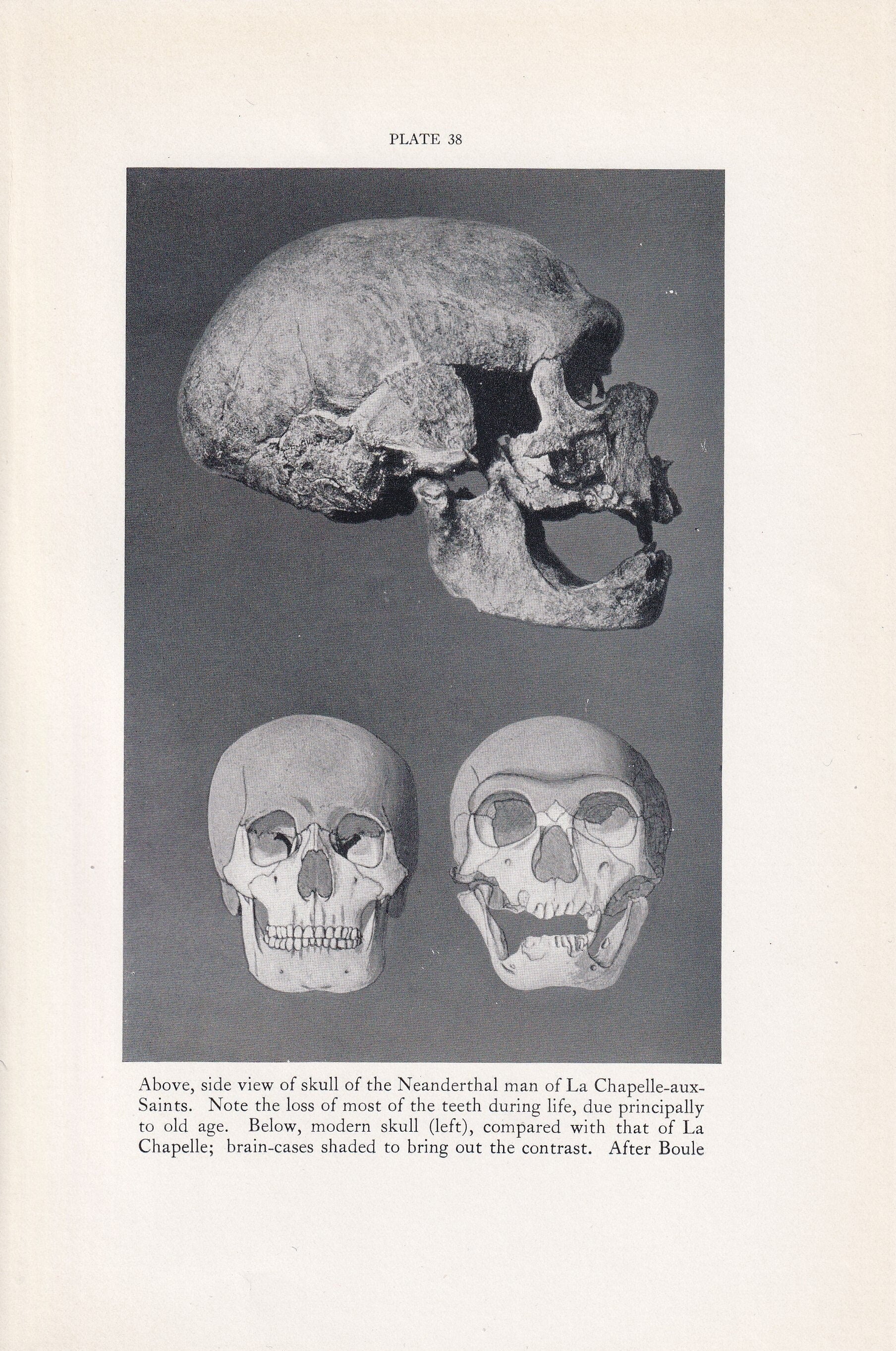 1934 NEANDERTHAL SKULL Print - Caveman Print - Original Vintage Print - Human History - 89 Years Old - 9.15 x 6 Inches