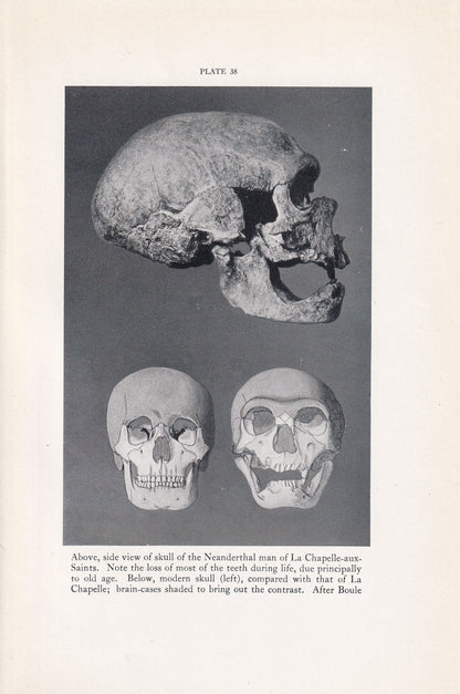 1934 NEANDERTHAL SKULL Print - Caveman Print - Original Vintage Print - Human History - 89 Years Old - 9.15 x 6 Inches