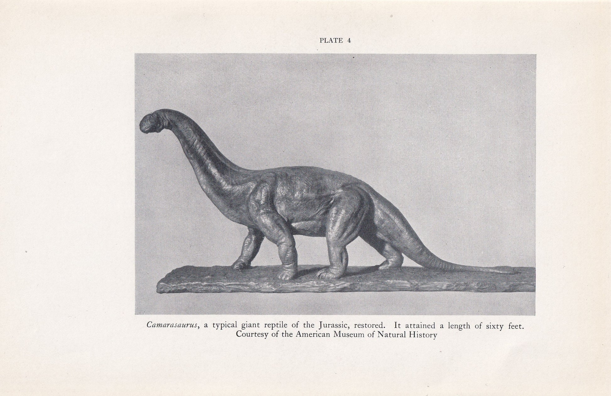 1934 CAMARASAURUS Print - Original Vintage Print - Dinosaur Wall Art - Camarasaurus Wall Art - Paleoart - 89 Years Old - 9.15