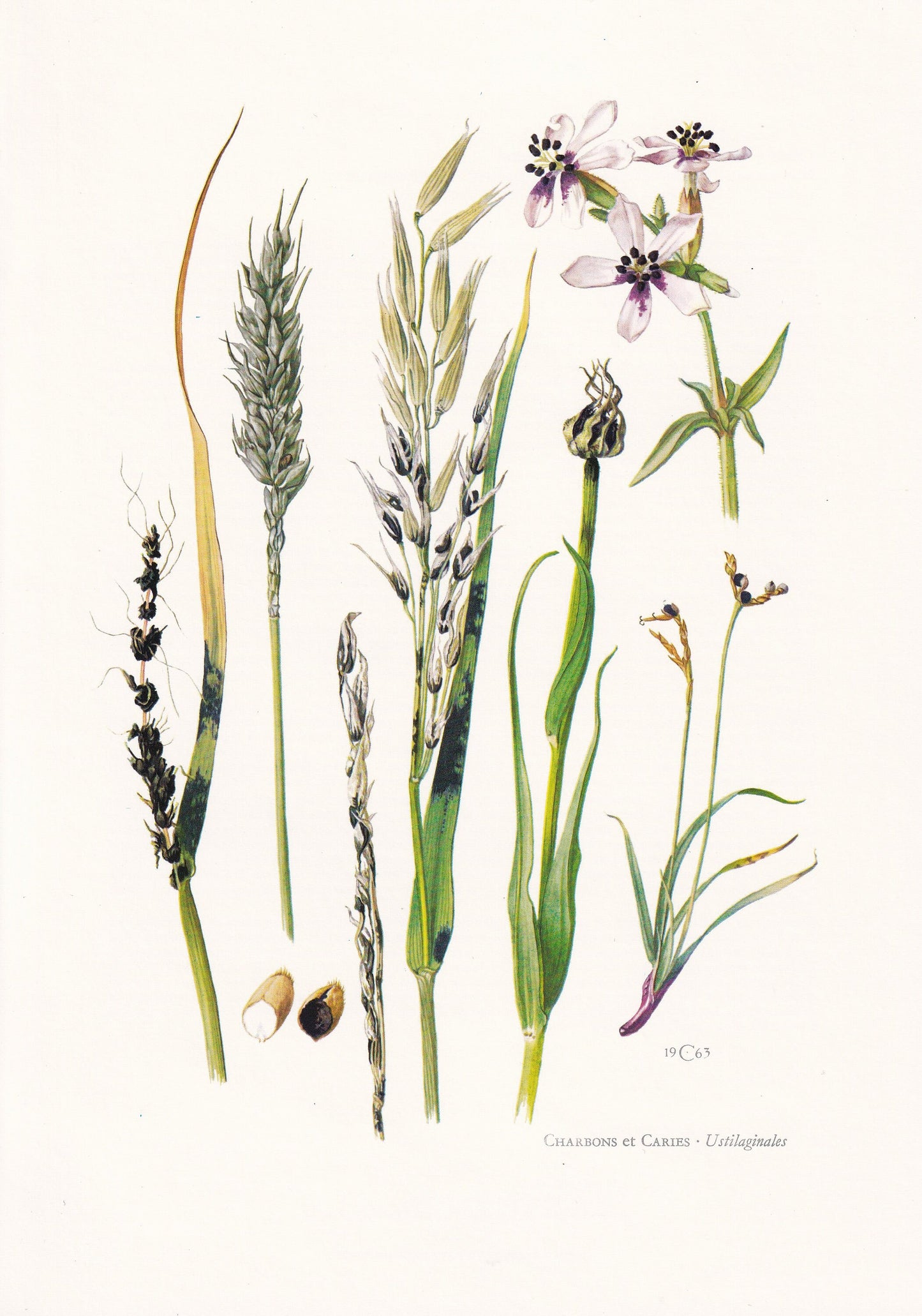 1960s USTILAGINALES Print - Fungi Wall Art - Fungi Illustration - Cottagecore - Mushroom Decor - 7.5 x 10.6 Inches