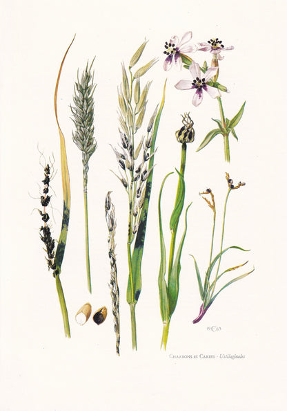 1960s USTILAGINALES Print - Fungi Wall Art - Fungi Illustration - Cottagecore - Mushroom Decor - 7.5 x 10.6 Inches