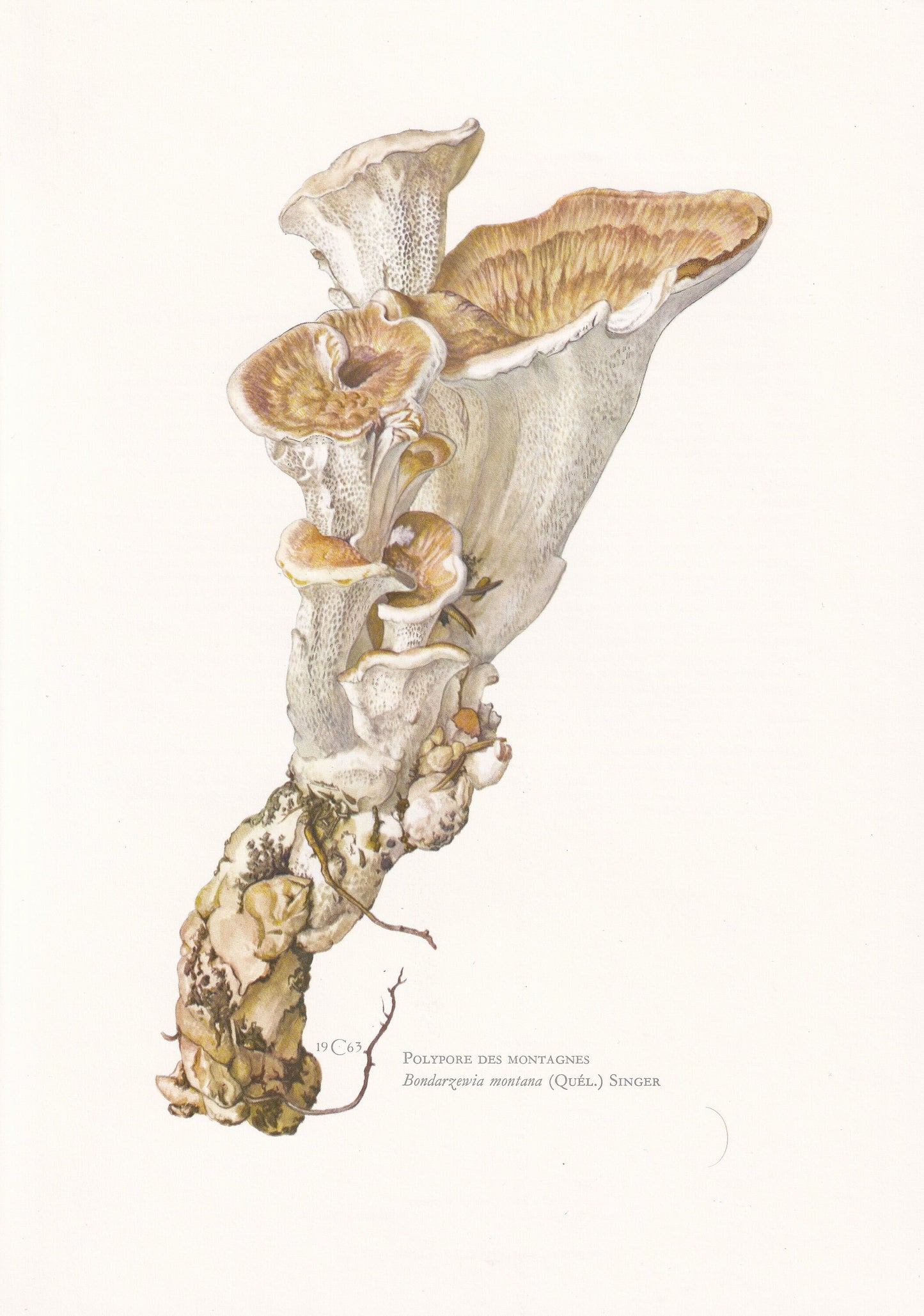 1960s MOUNTAIN POLYPHORE FUNGUS Print - Mushroom Wall Art - Mushroom Illustration - Cottagecore - Mushroom Decor - 7.5 x 10.6 Inches