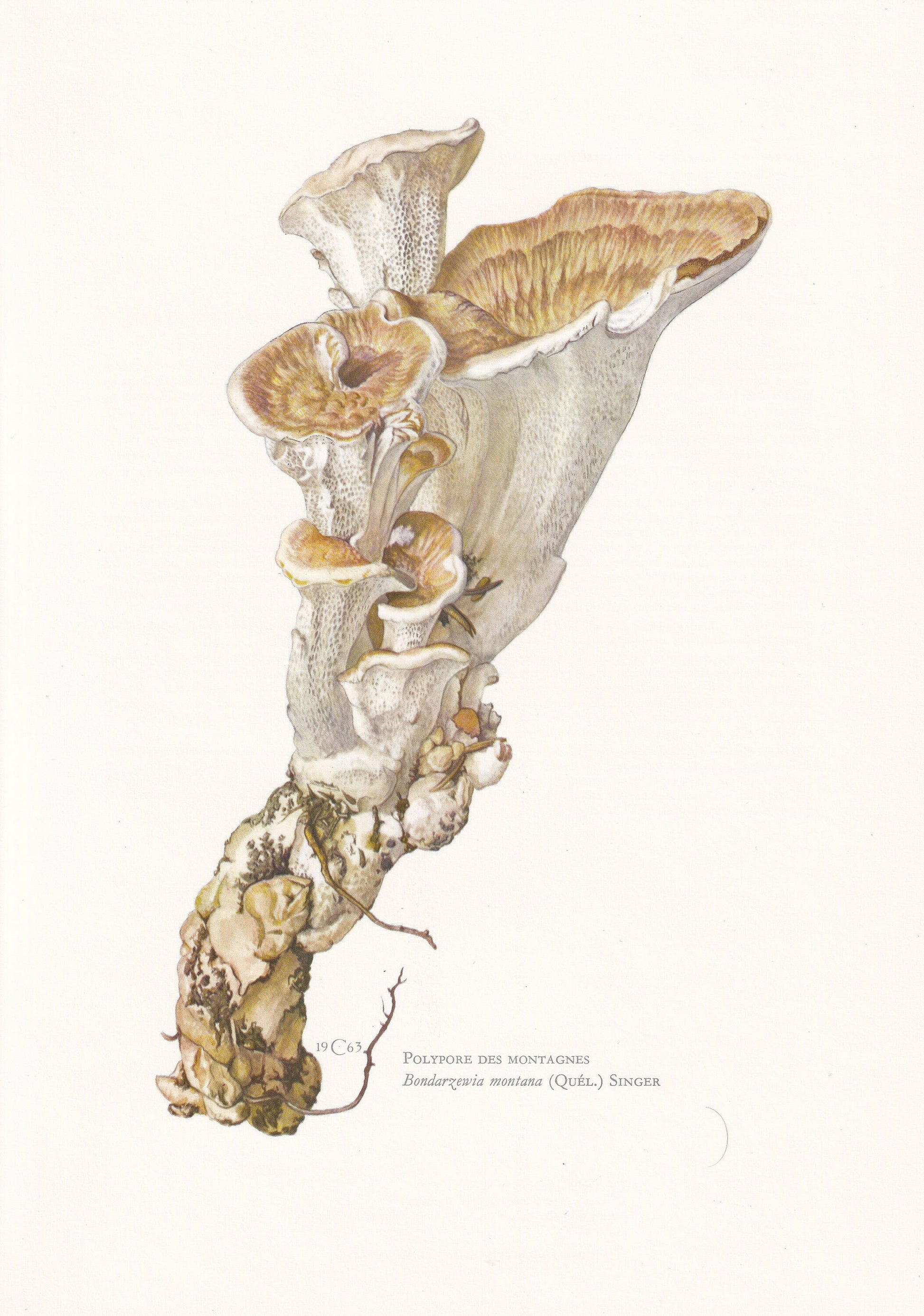 1960s MOUNTAIN POLYPHORE FUNGUS Print - Mushroom Wall Art - Mushroom Illustration - Cottagecore - Mushroom Decor - 7.5 x 10.6 Inches