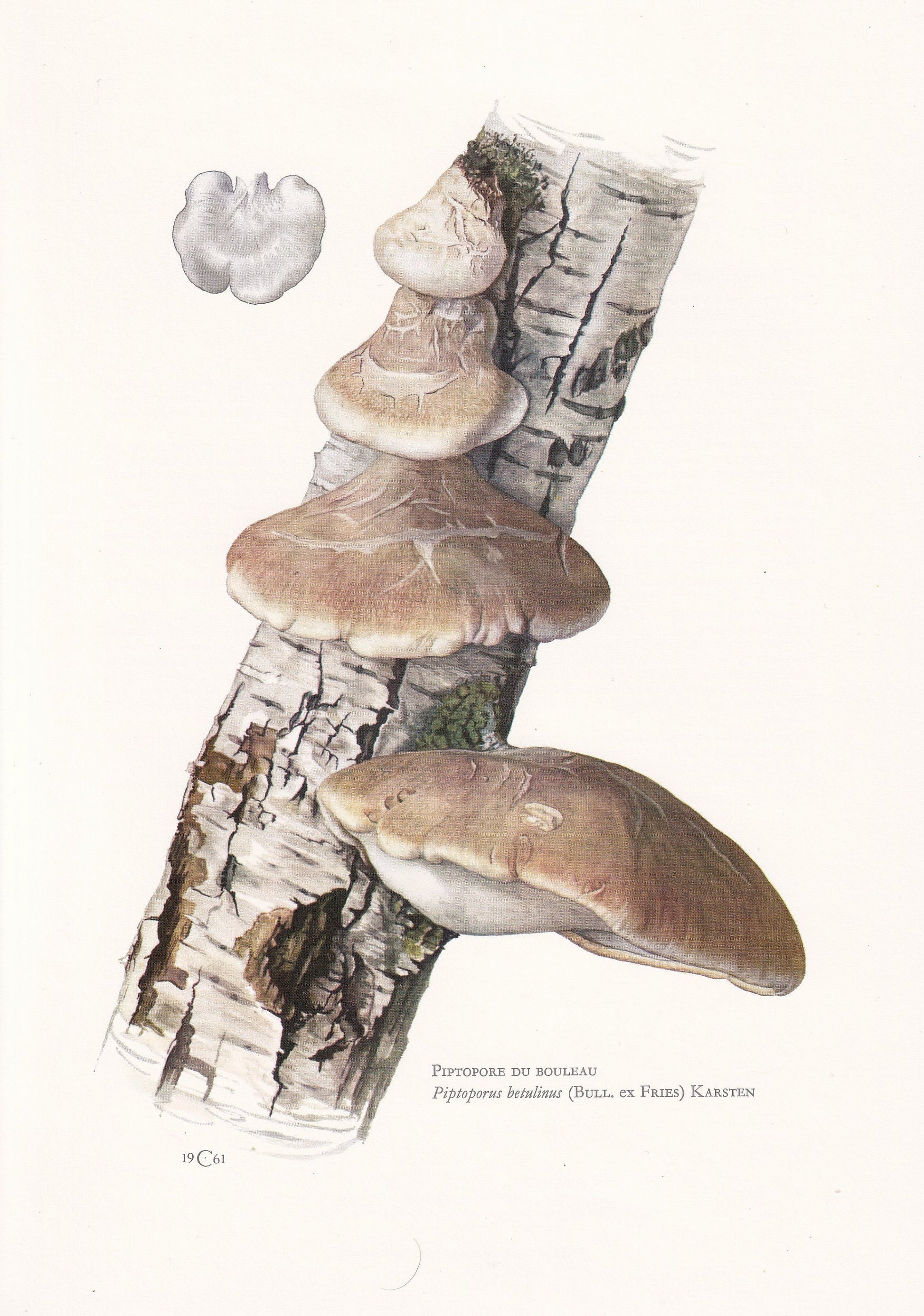 1960s BIRCH POLYPORE FUNGUS Print - Mushroom Wall Art - Piptoporus betulinus - Cottagecore - Mushroom Decor - 7.5 x 10.6 Inches