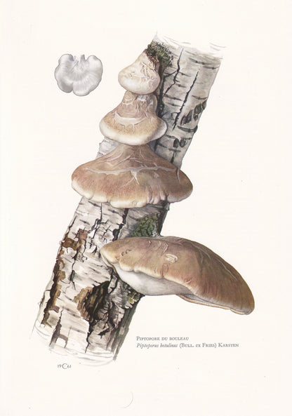 1960s BIRCH POLYPORE FUNGUS Print - Mushroom Wall Art - Piptoporus betulinus - Cottagecore - Mushroom Decor - 7.5 x 10.6 Inches