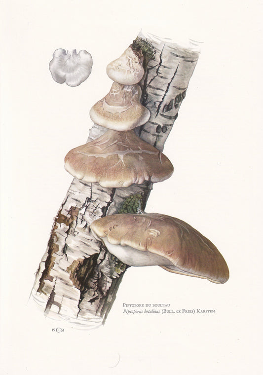 1960s BIRCH POLYPORE FUNGUS Print - Mushroom Wall Art - Piptoporus betulinus - Cottagecore - Mushroom Decor - 7.5 x 10.6 Inches