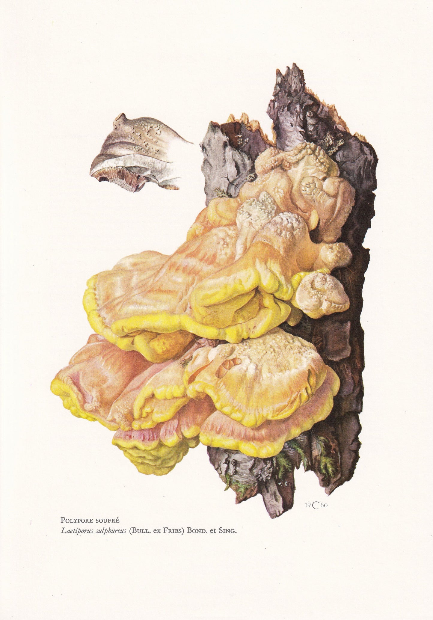 1960s SULPHUR POLYPORE FUNGUS Print - Mushroom Wall Art - Laetiporus sulphureus - Cottagecore - Mushroom Decor - 7.5 x 10.6 Inches