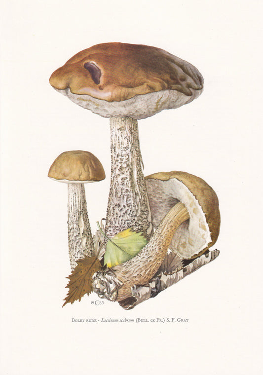 1960s BIRCH BOLETE MUSHROOM Print - Mushroom Wall Art - Cottagecore - Leccinum scabrum - Mushroom Decor - 7.5 x 10.6 Inches