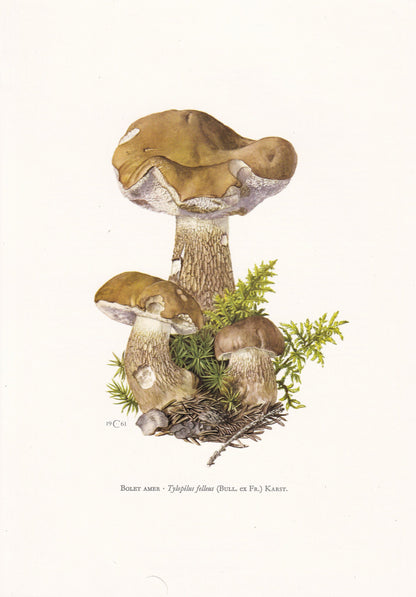 1960s BITTER BOLETE MUSHROOM Print - Mushroom Wall Art - Cottagecore - Tylopilus felleus - Mushroom Decor - 7.5 x 10.6 Inches
