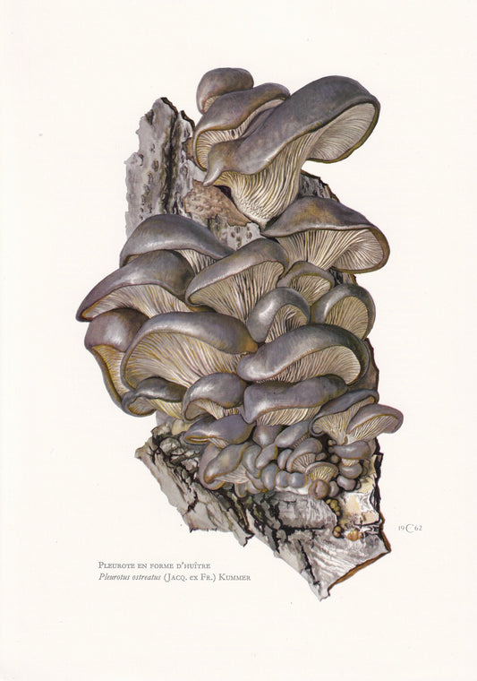 1960s OYSTER MUSHROOM Print - Mushroom Wall Art - Cottagecore - Pleurotus ostreatus - Mushroom Decor - 7.5 x 10.6 Inches