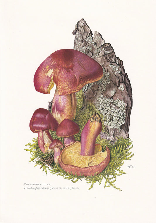 1960s PLUMS & CUSTARD MUSHROOM Print - Mushroom Wall Art - Cottagecore - Tricholomopsis rutilans - Mushroom Decor - 7.5 x 10.6 Inches