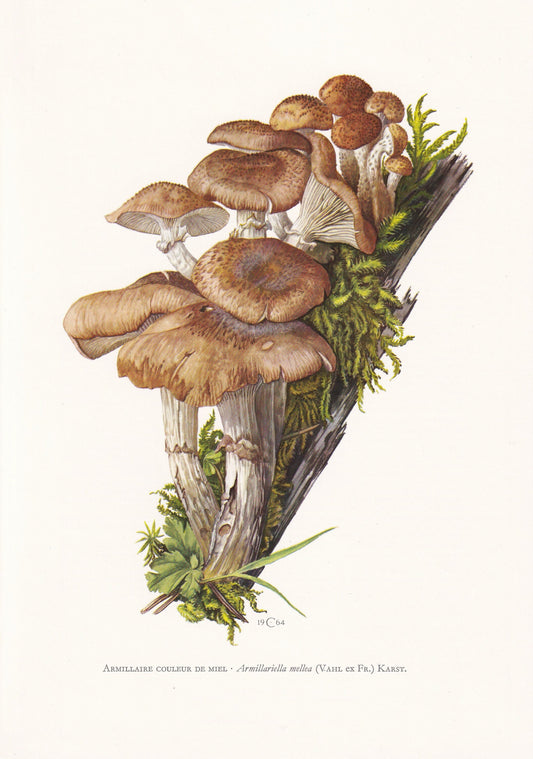 1960s HONEY FUNGUS MUSHROOM Print - Mushroom Wall Art - Cottagecore - Armillaria mellea - Mushroom Decor - 7.5 x 10.6 Inches