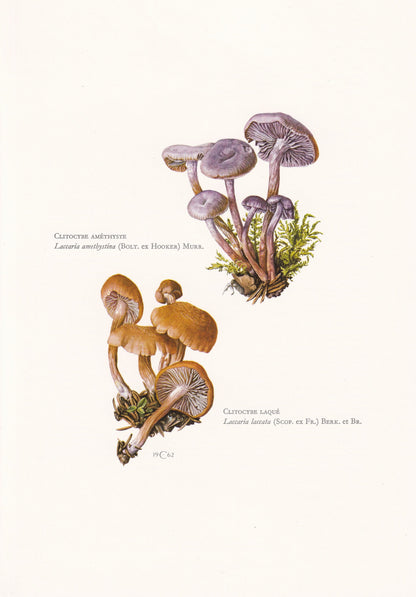 1960s DECEIVER MUSHROOMS Print - Mushroom Wall Art - Cottagecore - Laccaria laccata - Mushroom Decor - 7.5 x 10.6 Inches