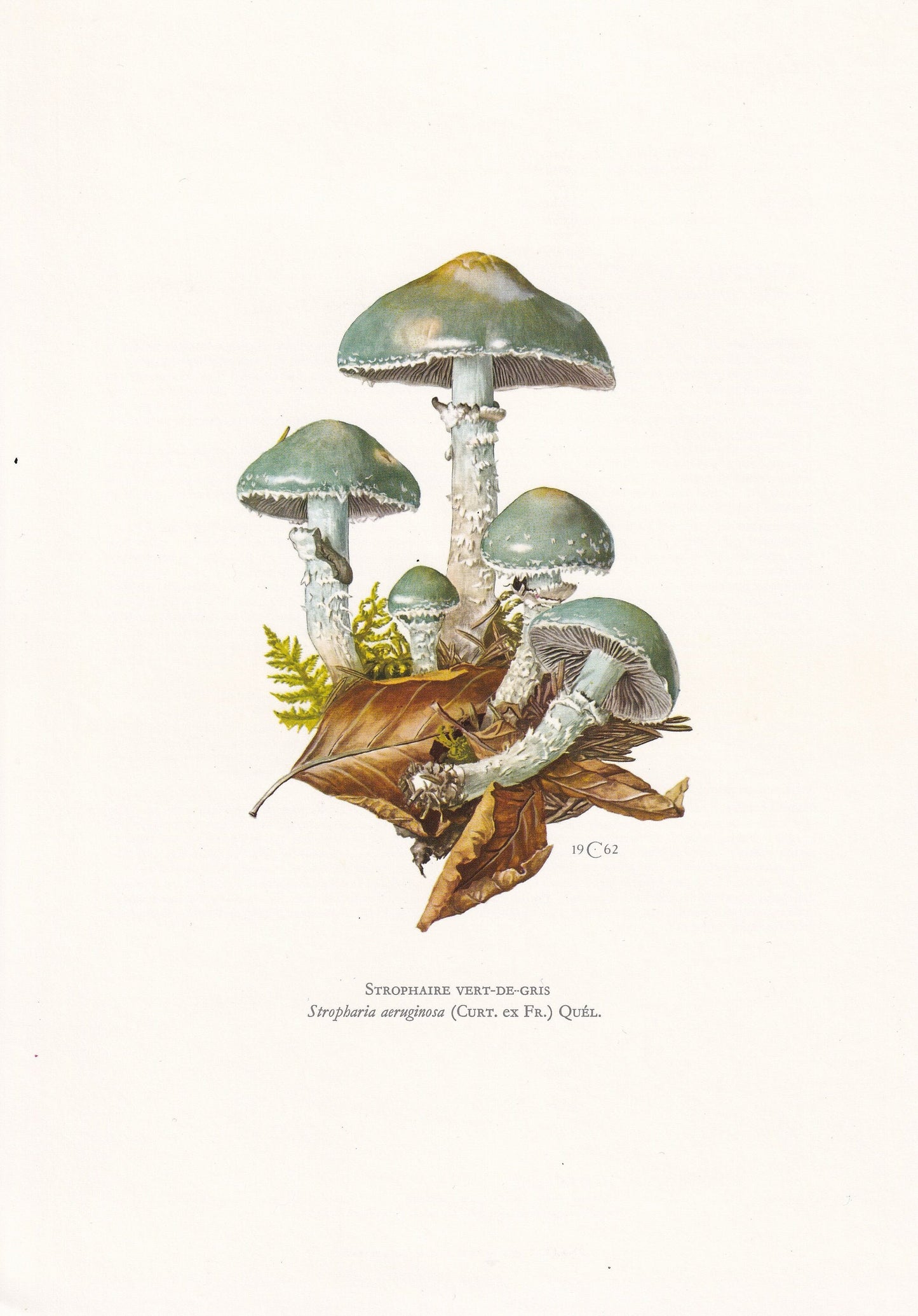 1960s VERDIGRIS ROUNDHEAD MUSHROOM Print - Mushroom Wall Art - Biology Art - Stropharia aeruginosa - Mushroom Decor - 7.5 x 10.6 Inches