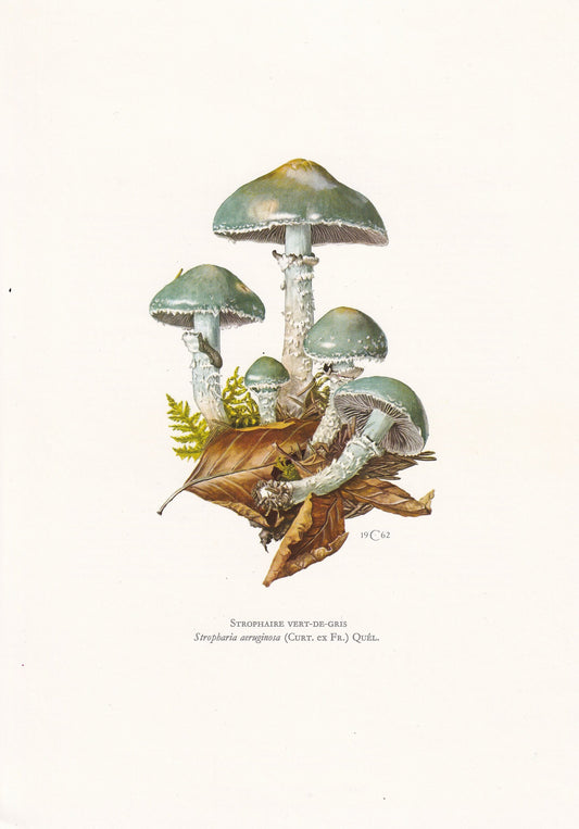 1960s VERDIGRIS ROUNDHEAD MUSHROOM Print - Mushroom Wall Art - Biology Art - Stropharia aeruginosa - Mushroom Decor - 7.5 x 10.6 Inches